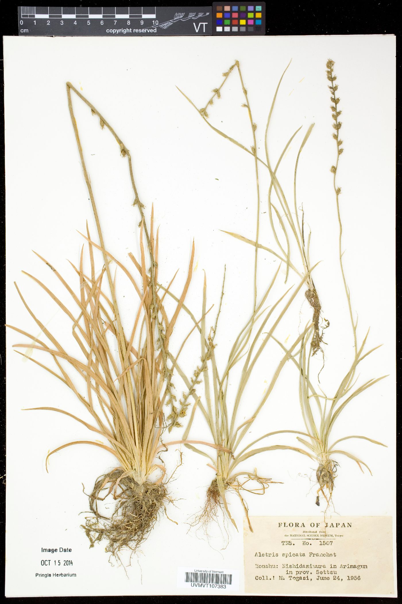 Aletris spicata image