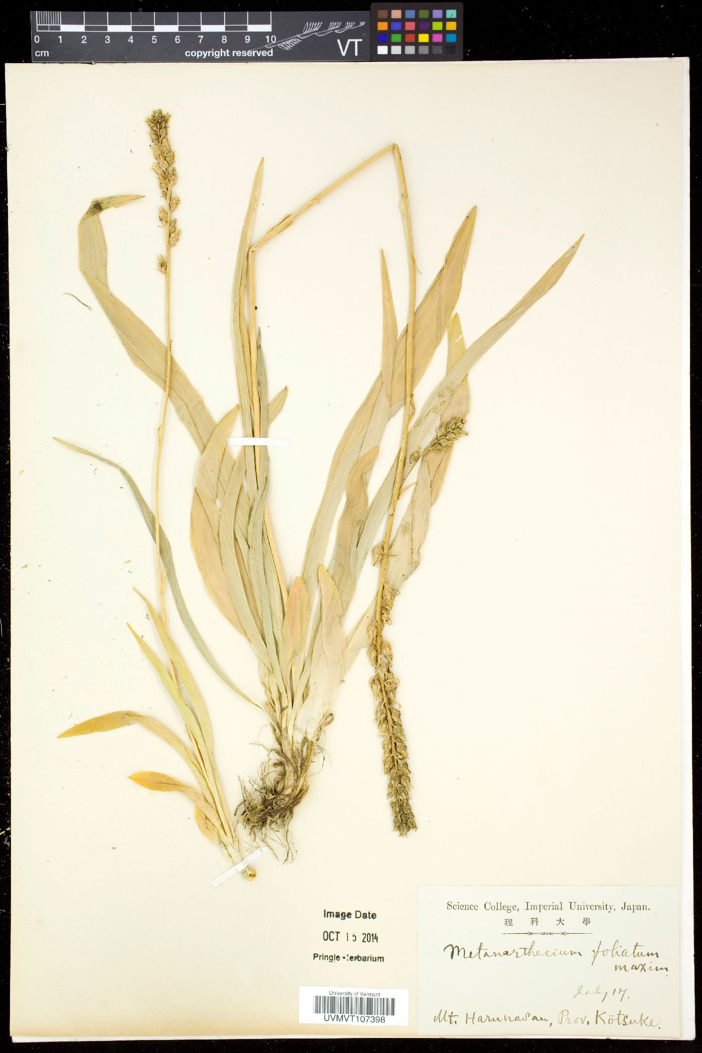 Aletris foliata image