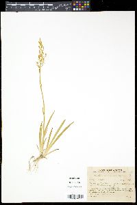 Media resource of Narthecium asiaticum
