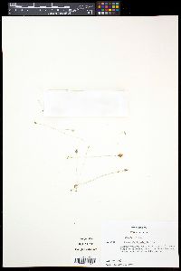Burmannia bicolor image