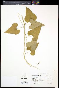 Dioscorea polystachya image
