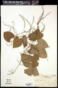 Dioscorea bulbifera image