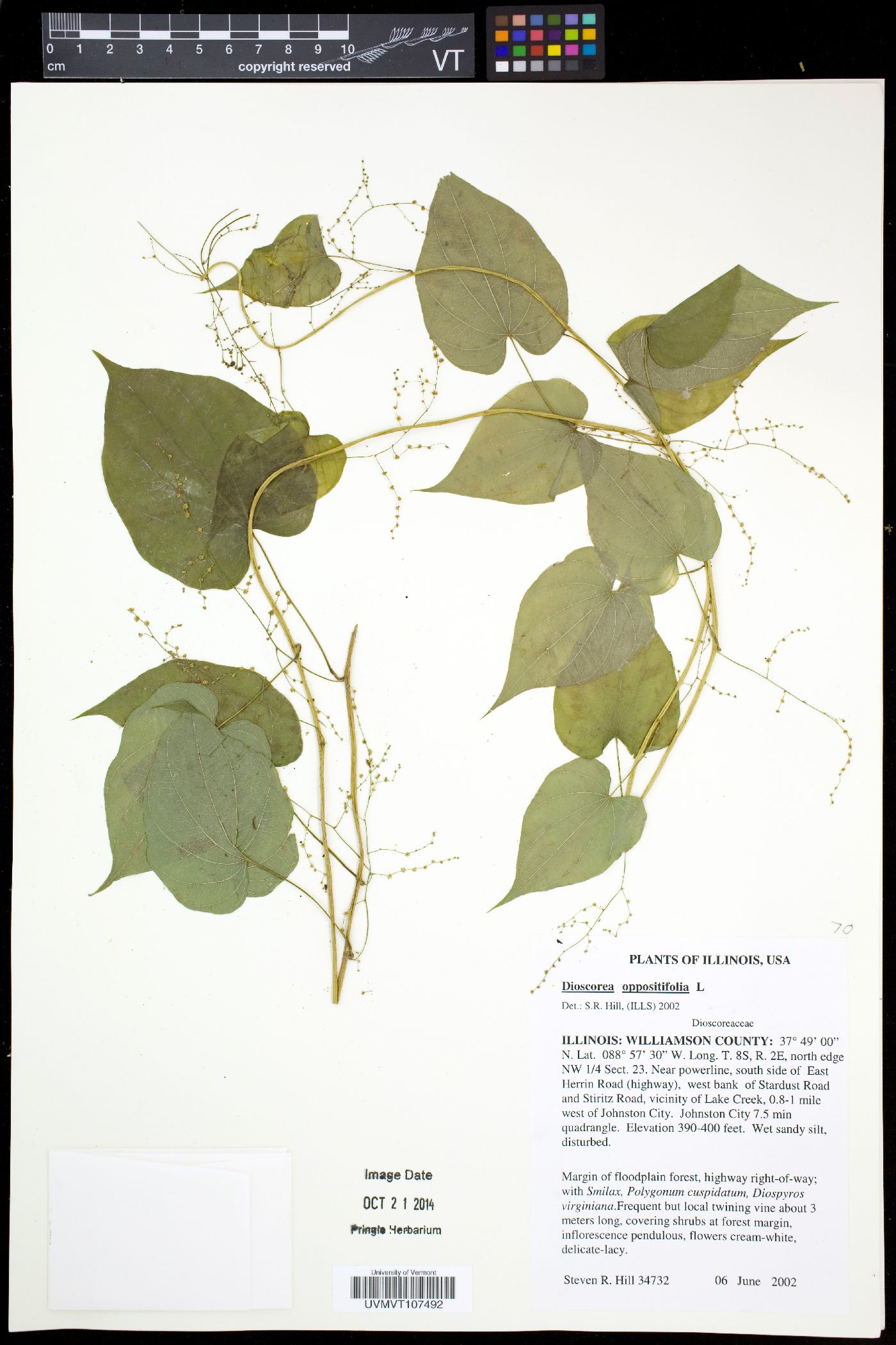 Dioscorea oppositifolia image