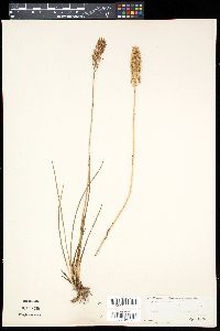 Narthecium americanum image