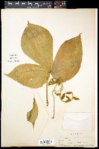 Dioscorea hispida image