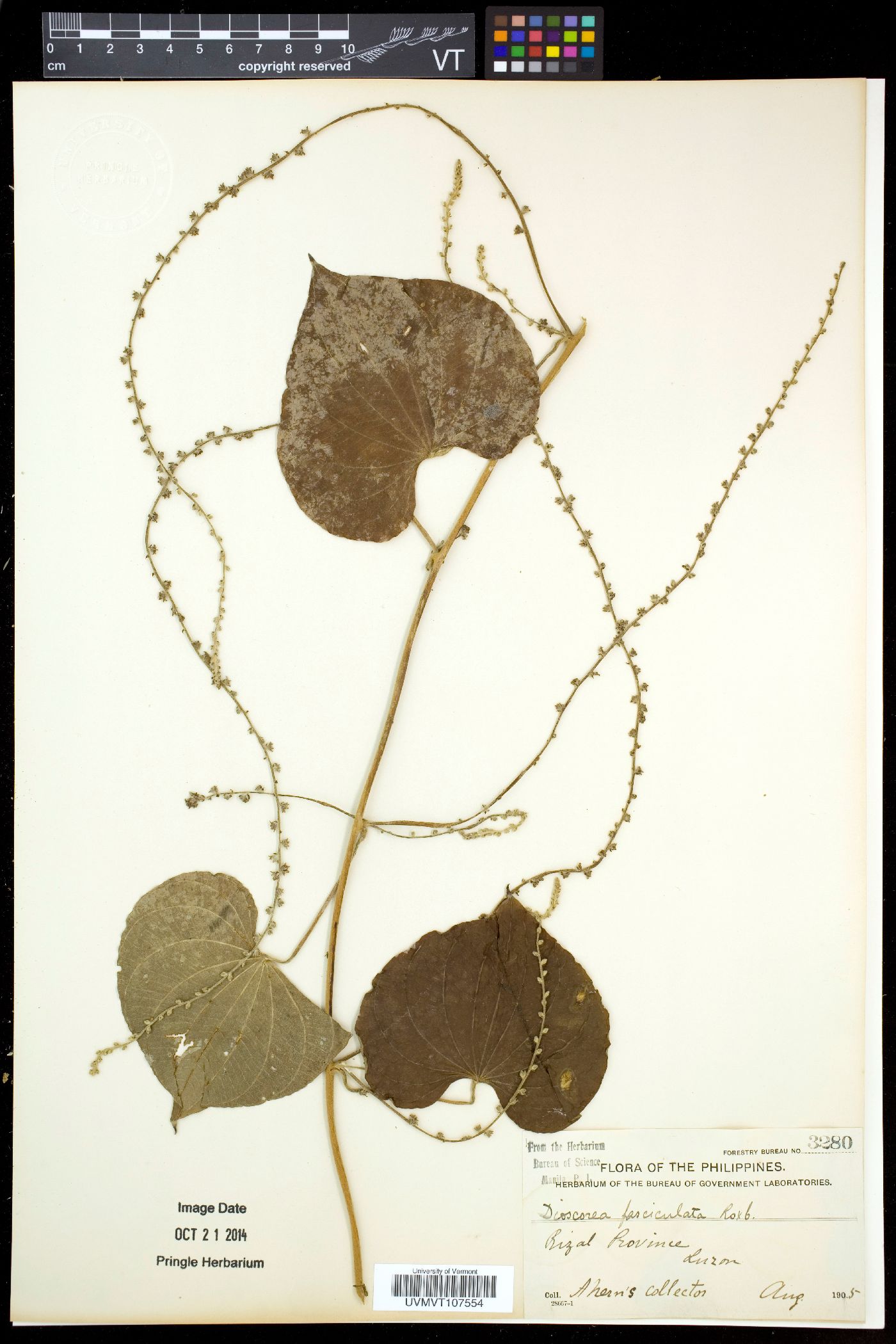 Dioscorea esculenta image