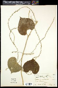 Dioscorea esculenta image