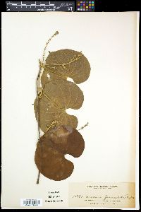 Dioscorea esculenta image