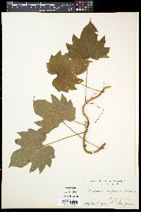 Dioscorea nipponica image