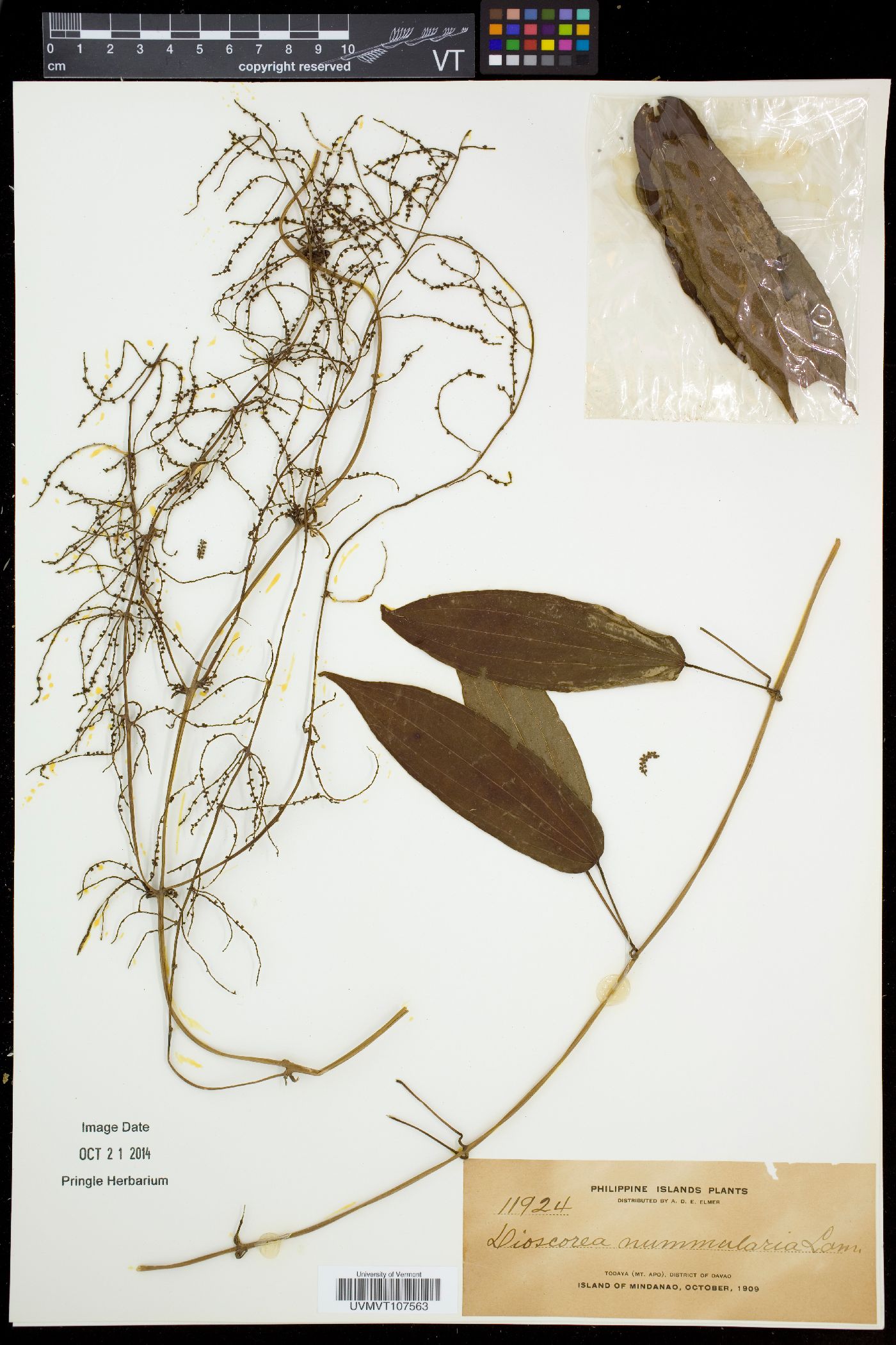 Dioscorea nummularia image