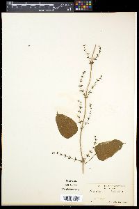 Dioscorea nummularia image