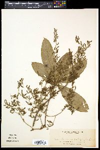 Dioscorea pentaphylla image