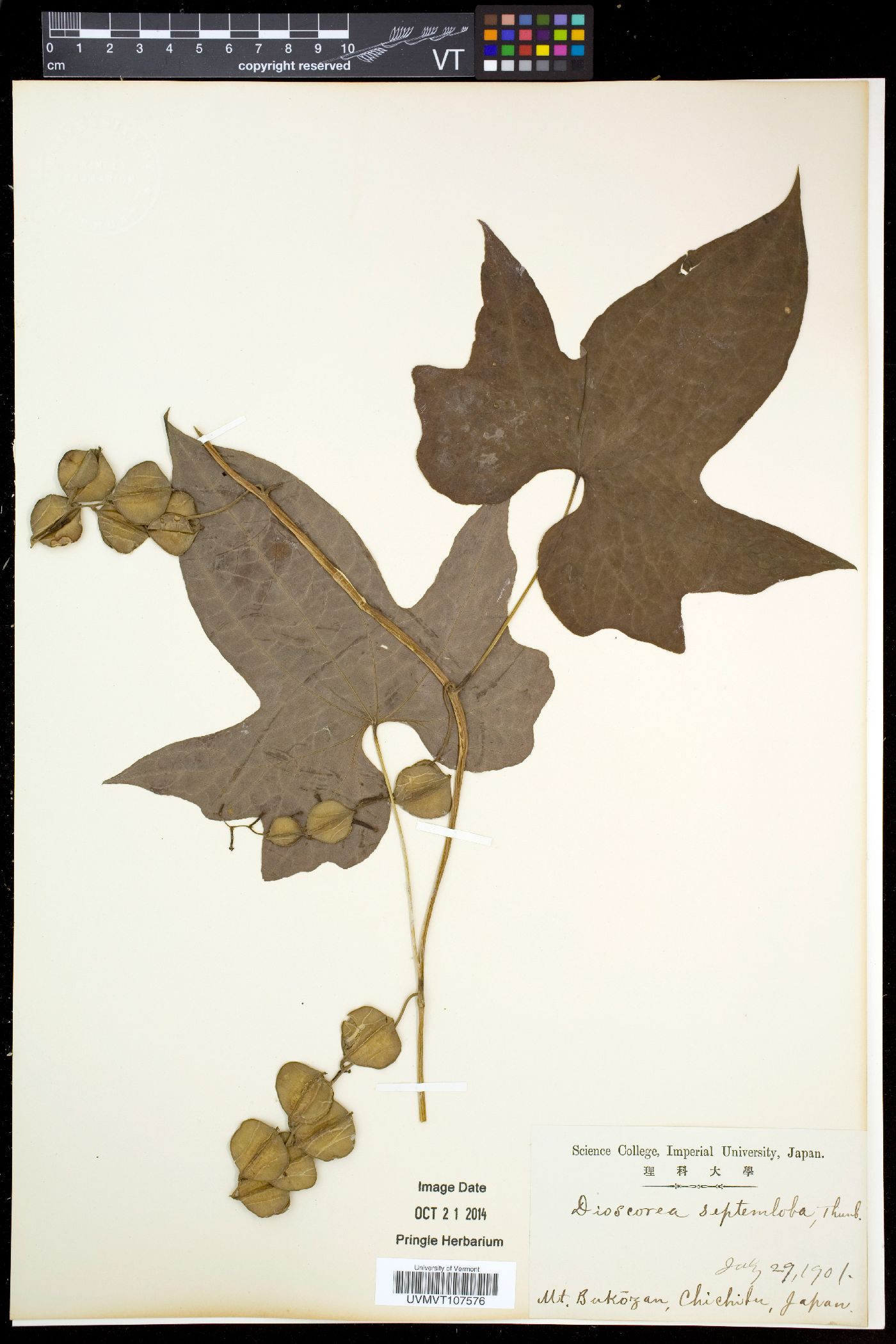 Dioscorea septemloba image