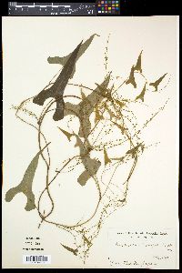 Dioscorea tenuipes image