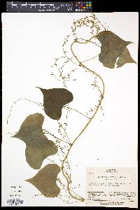 Dioscorea tokoro image