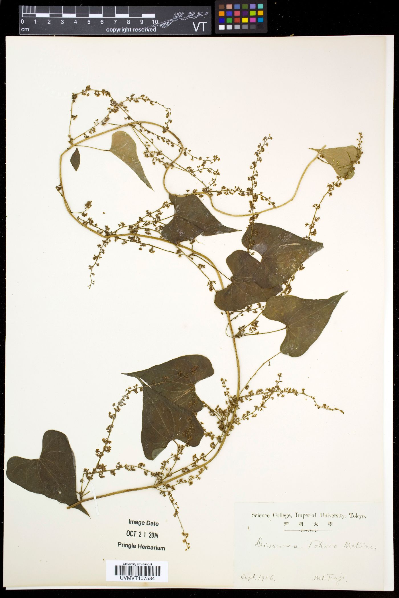 Dioscorea tokoro image