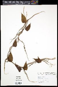 Rajania cordata image