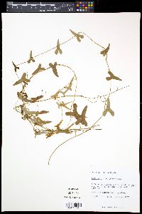 Media resource of Rajania microphylla