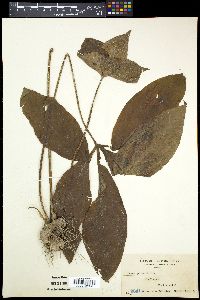 Tacca palmata image