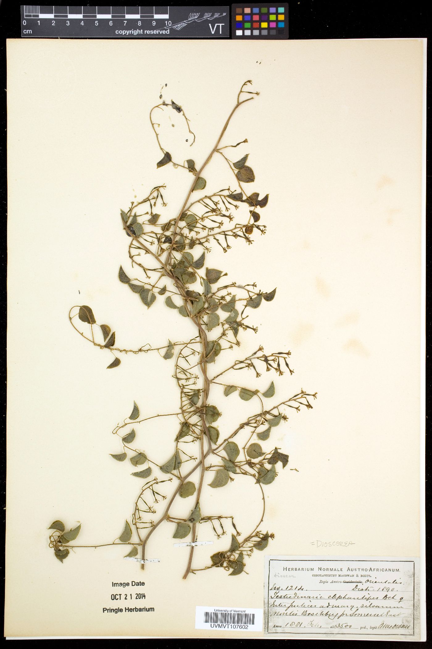 Testudinaria image