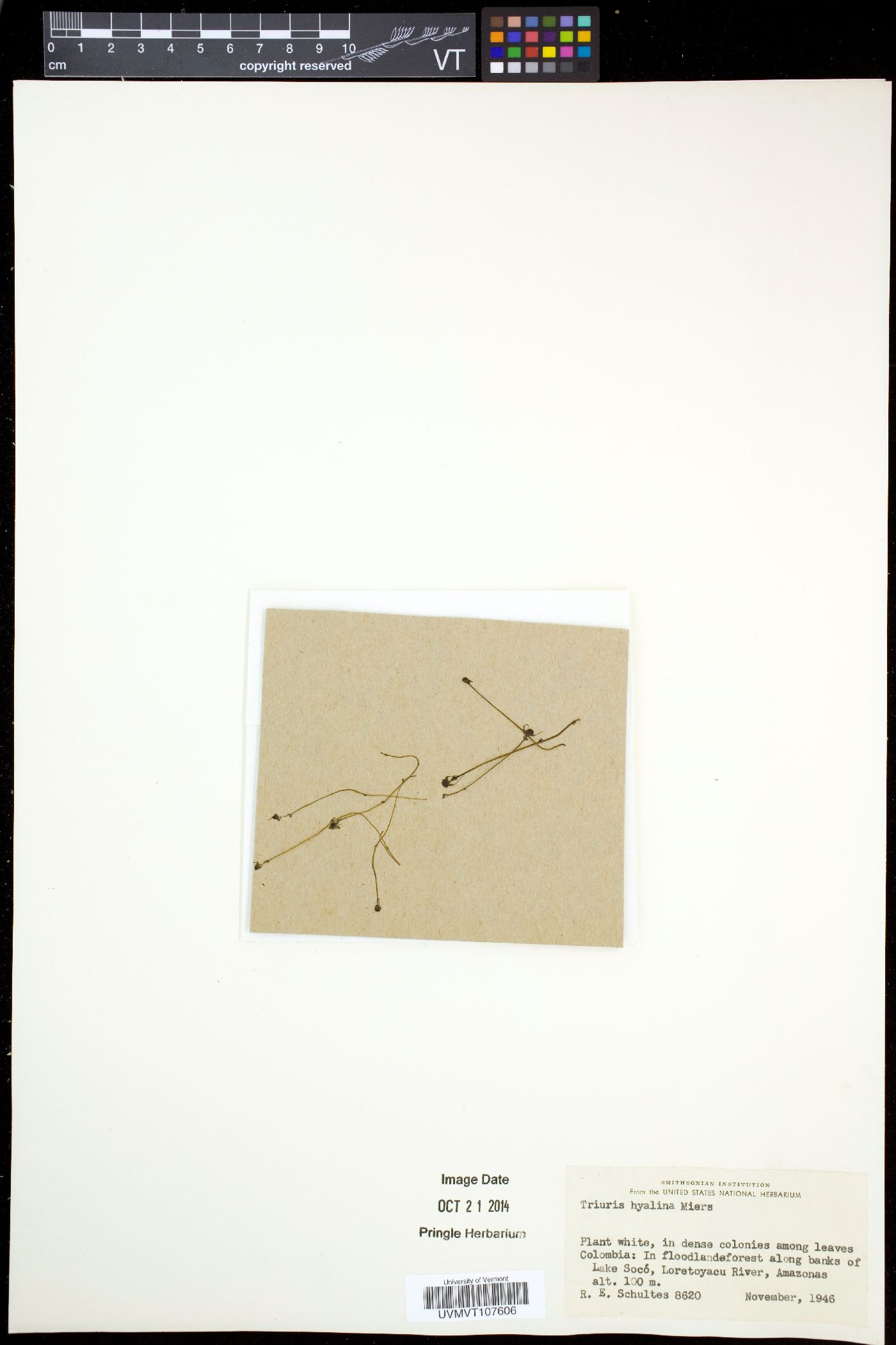 Triuridaceae image