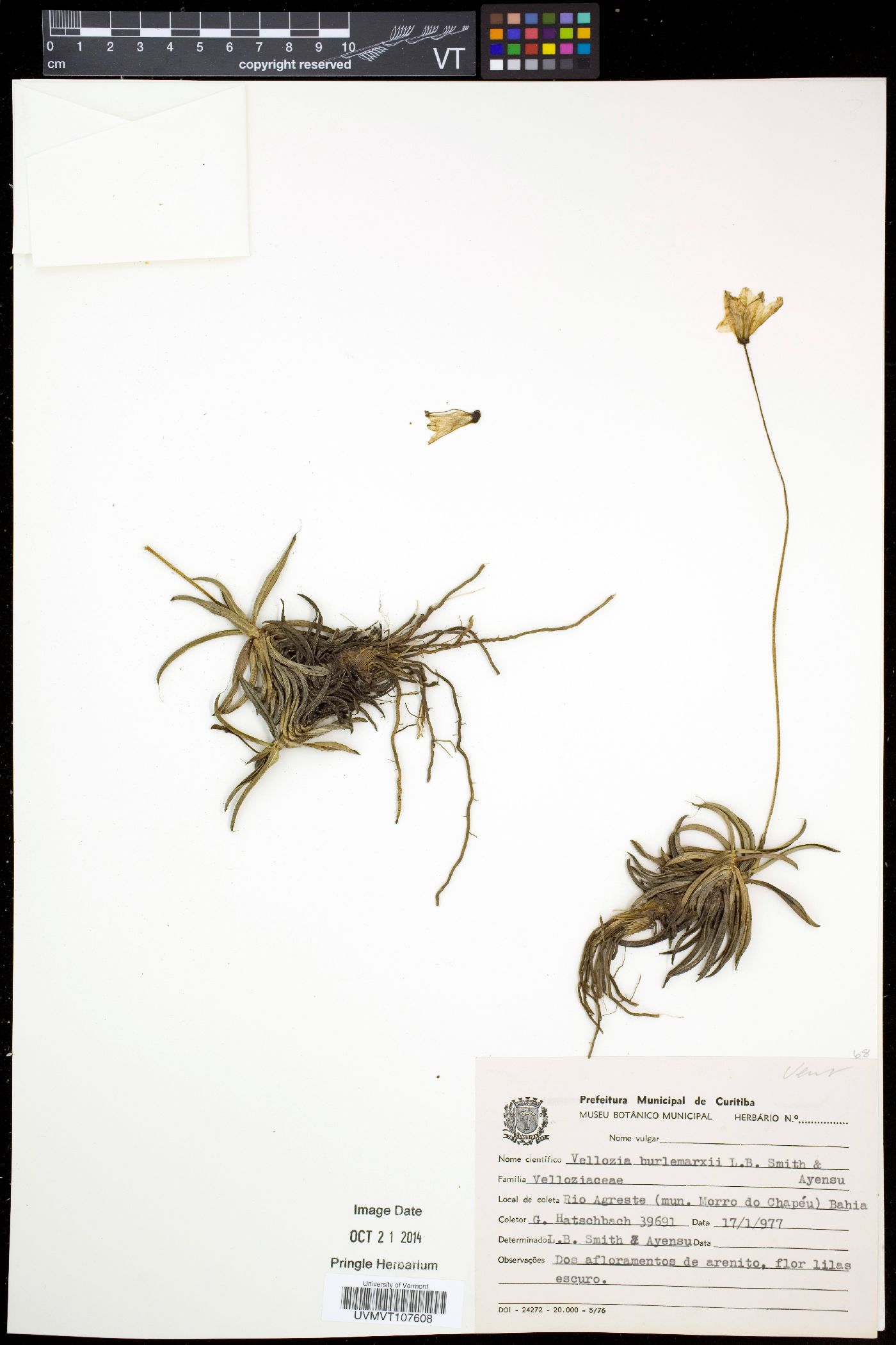 Vellozia burlemarxii image