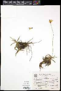 Media resource of Vellozia burlemarxii
