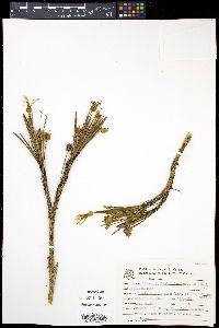 Media resource of Vellozia epidendroides