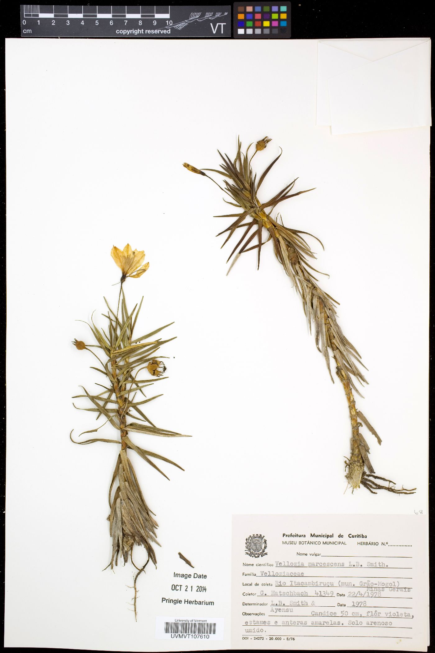 Vellozia marcescens image