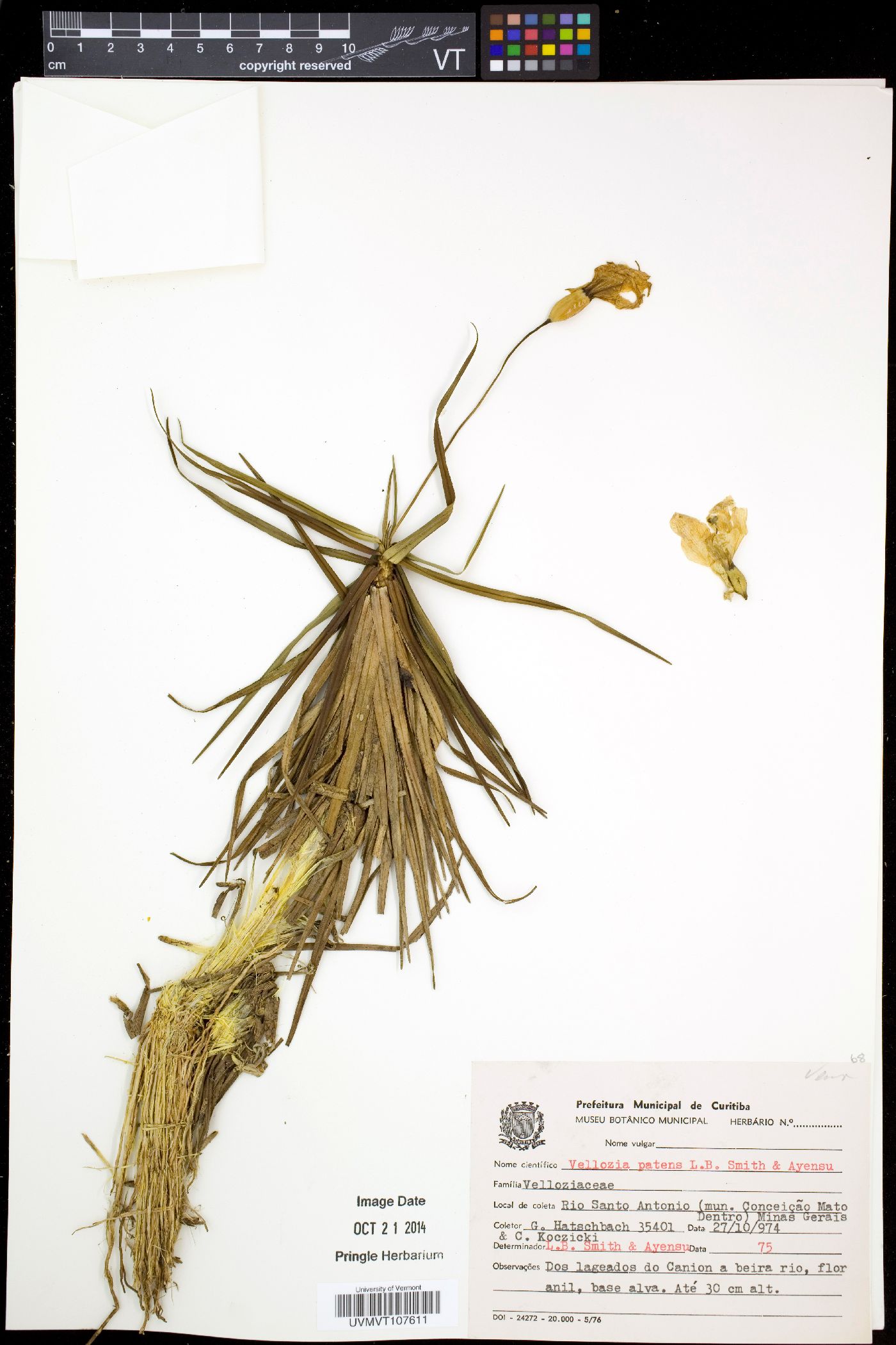 Vellozia patens image