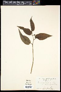 Croomia japonica image
