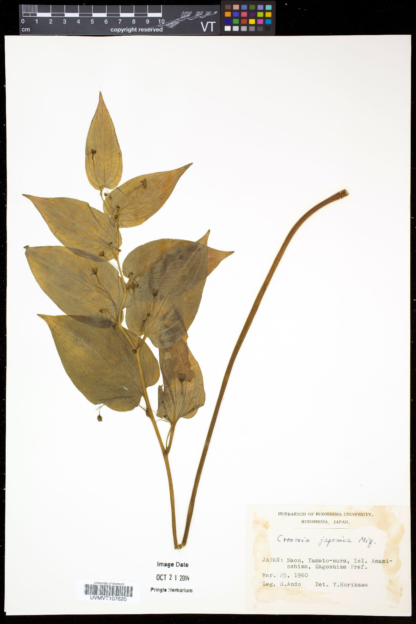 Croomia japonica image