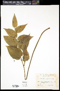 Media resource of Croomia japonica