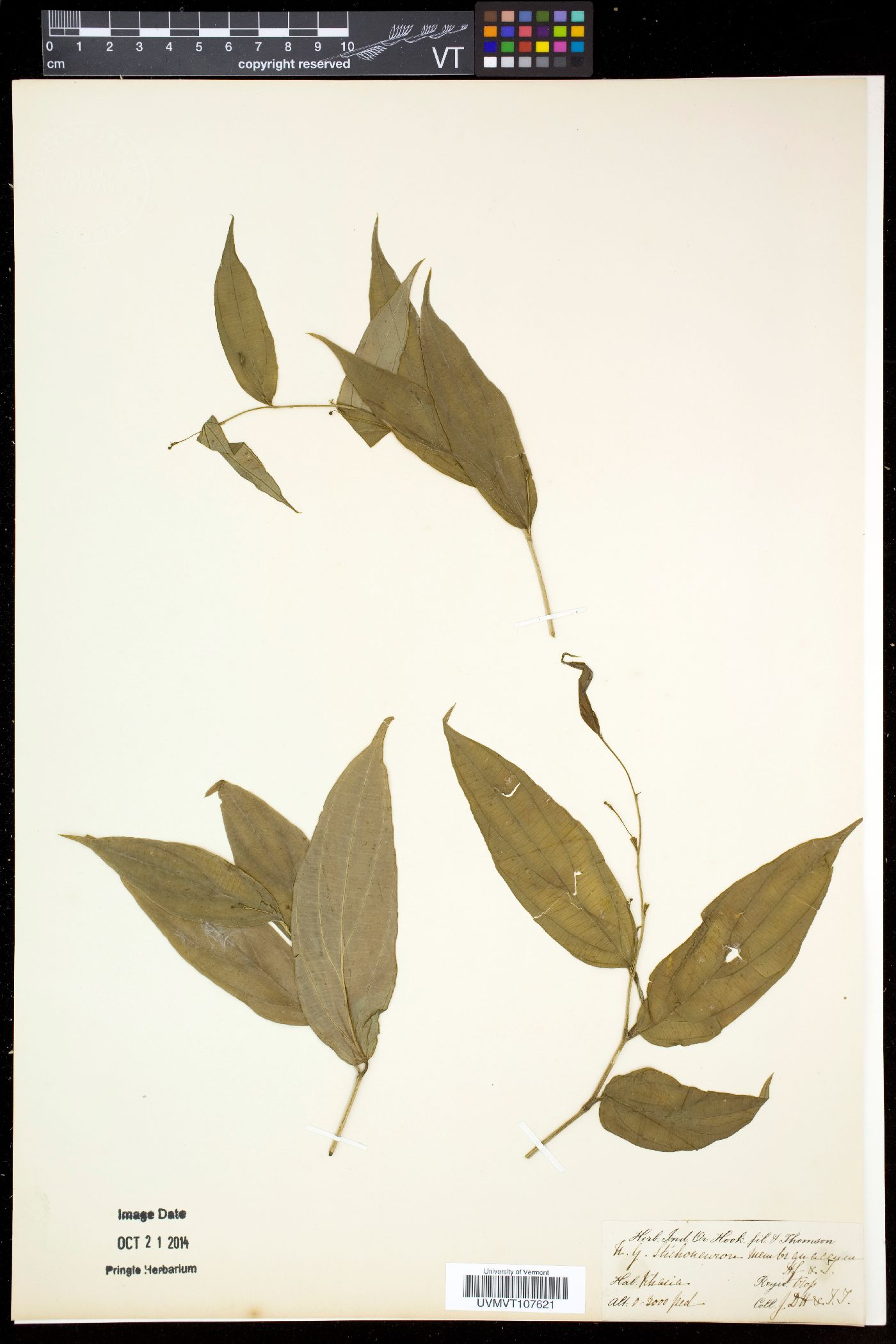 Stichoneuron membranaceum image