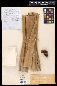 Media resource of Benstonea copelandii