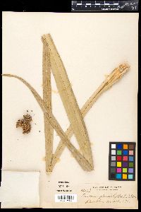 Media resource of Benstonea glaucophylla