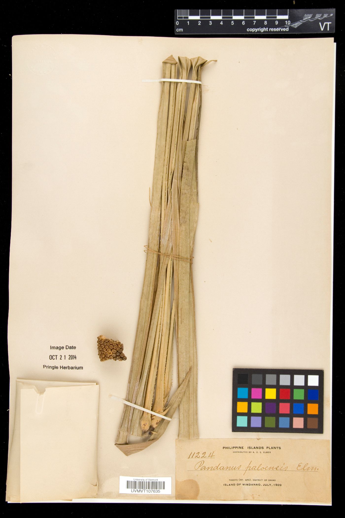 Pandanus paloensis image