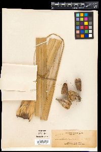 Pandanus tectorius image