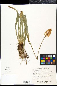Amianthium muscitoxicum image