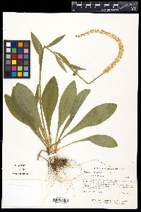 Chamaelirium luteum image