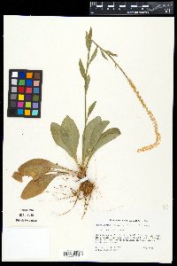 Chamaelirium luteum image