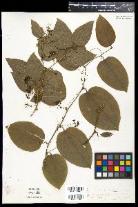 Smilax tamnoides image