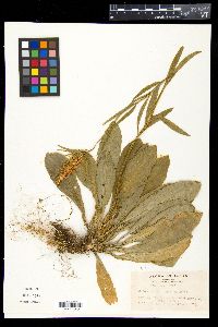 Media resource of Chionographis japonica