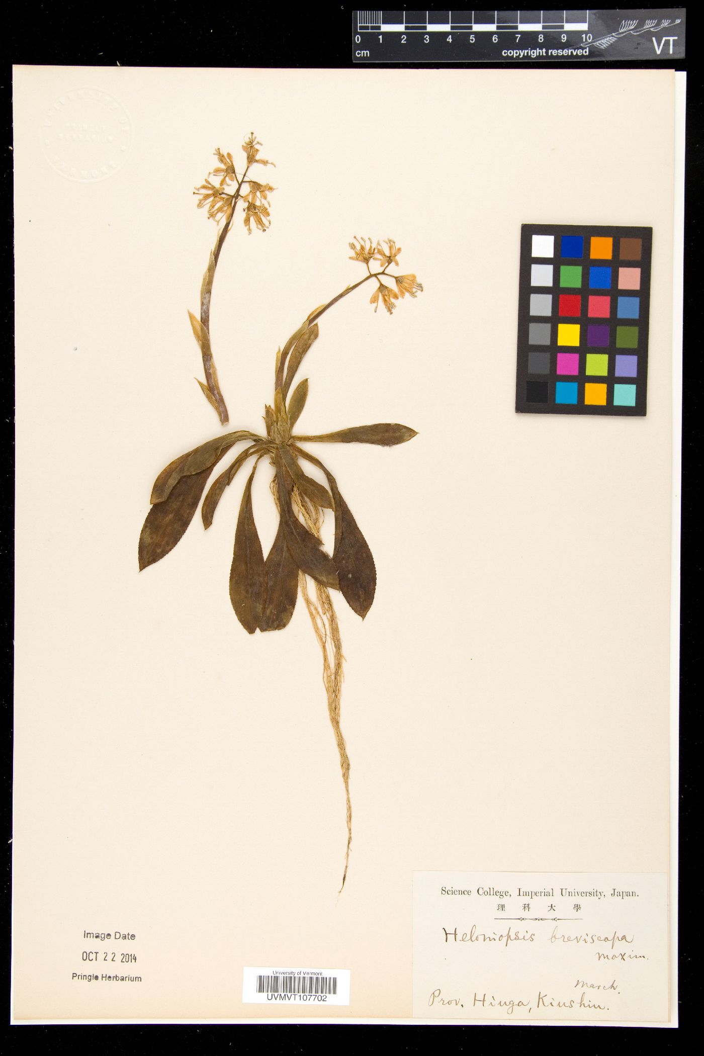 Heloniopsis breviscapa image