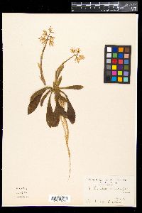 Media resource of Heloniopsis breviscapa