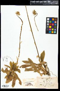Media resource of Helonias orientalis