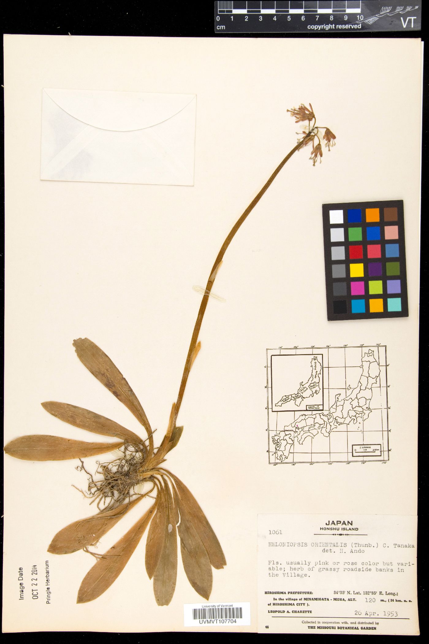 Heloniopsis orientalis image