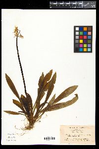Media resource of Helonias breviscapa
