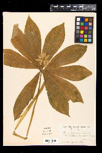 Paris japonica image