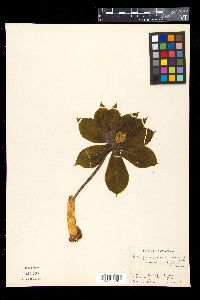 Paris japonica image